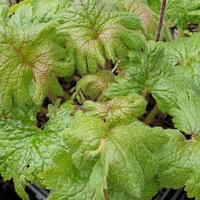 Primula matthioli caucasica 